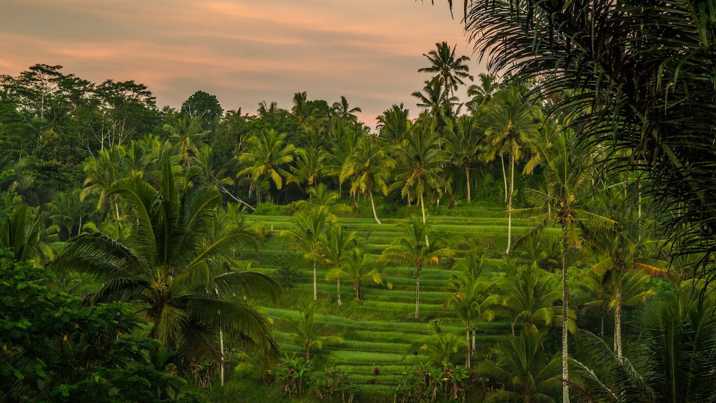 Tortue géante verte - Vente décorations & aménagements de Bali pour maison  et jardin.