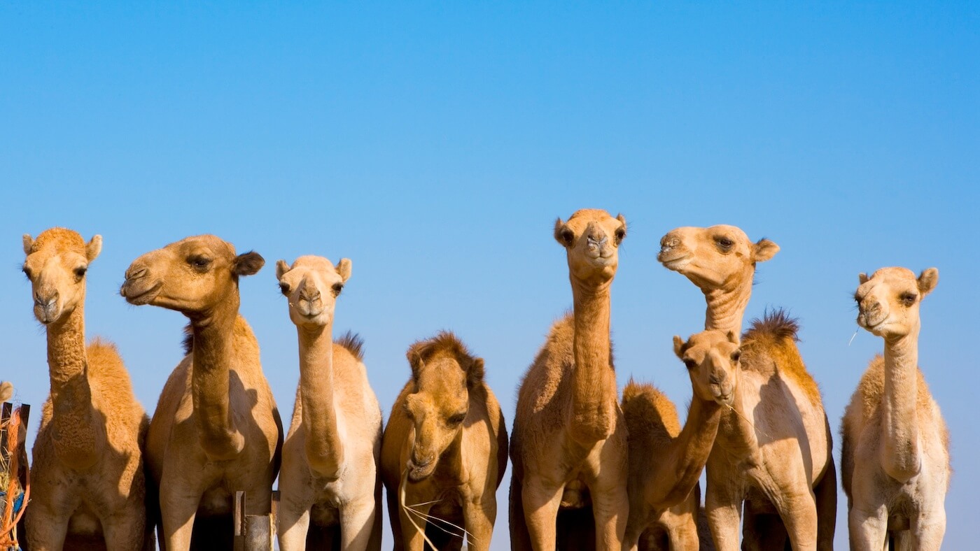 Lifestyle Serviette de plage Hermès Camel d'occasion