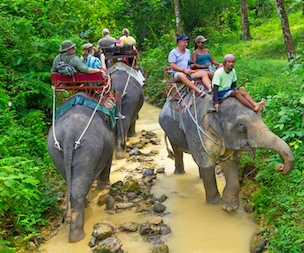 Elephant Trekking in Phuket